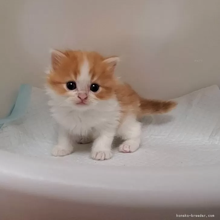 ID:2403-01804の子猫