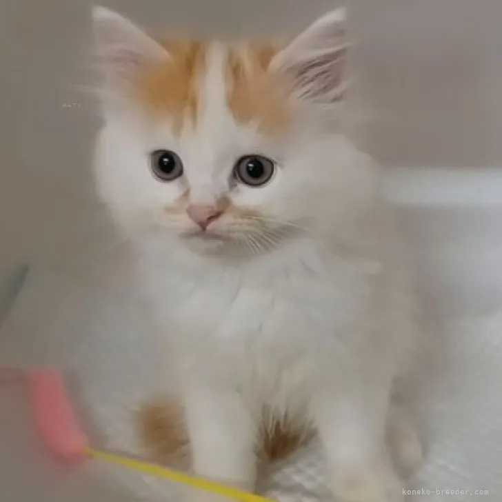 ID：2310-00635の子猫