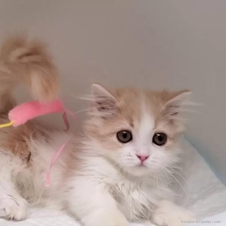 ID：2405-00716の子猫