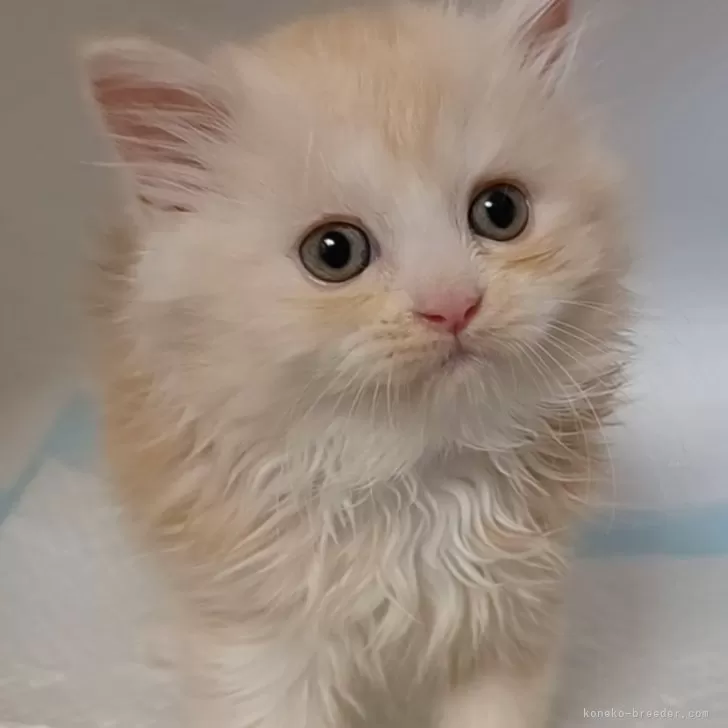 ID：2410-02371の子猫