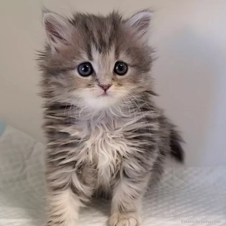 ID：2407-00204の子猫