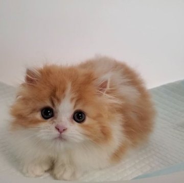 マンチカン(短足)【大阪府・男の子・2023年4月20日・レッドタビー&ホワイト】の写真「ふわふわモコモコの男のコ」