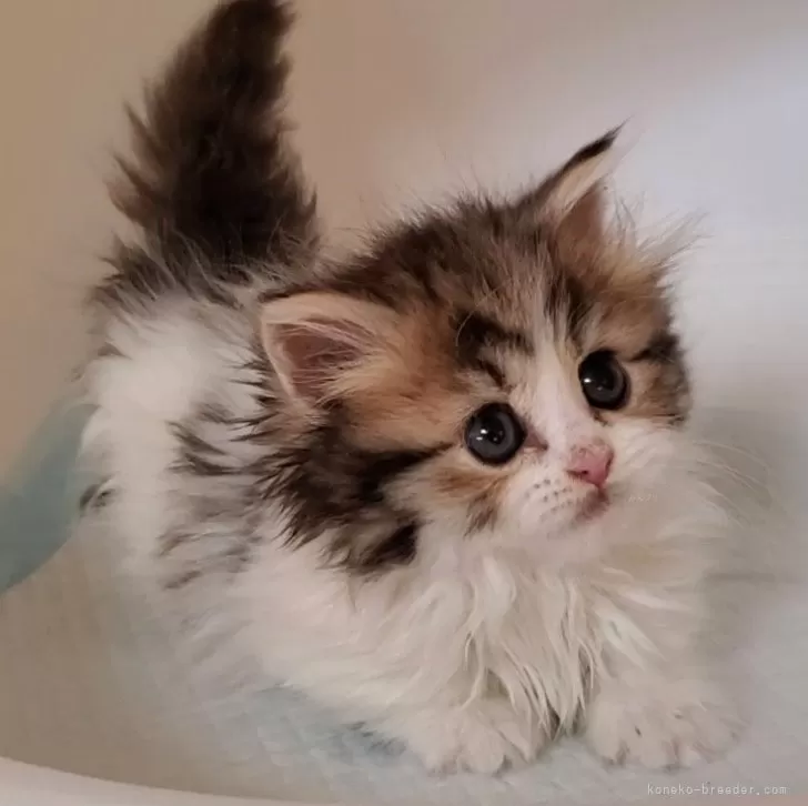 ID:2503-03010の子猫