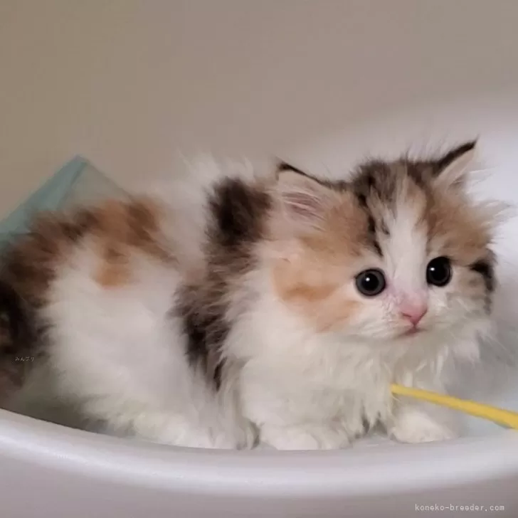 ID:2503-00354の子猫