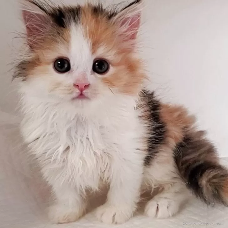 ID：2509-01986の子猫