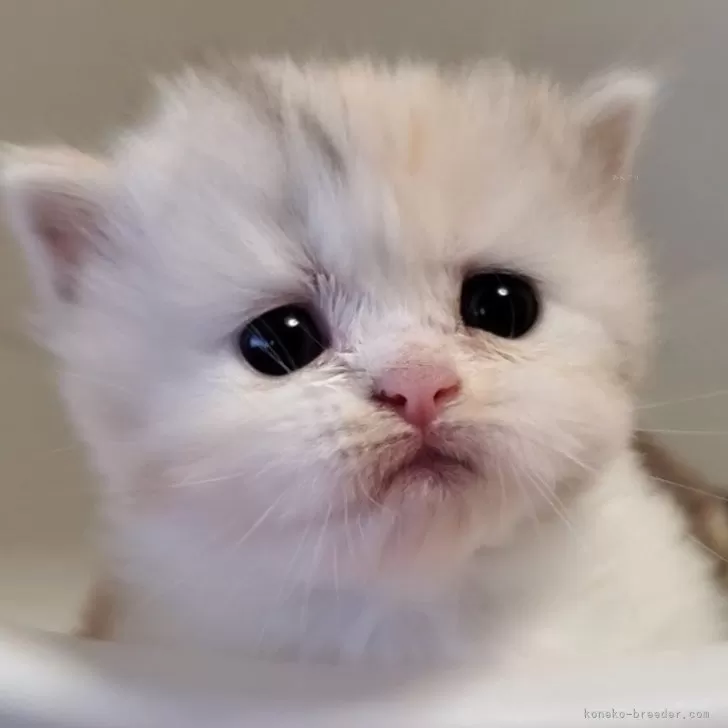 ID:2501-00698の子猫