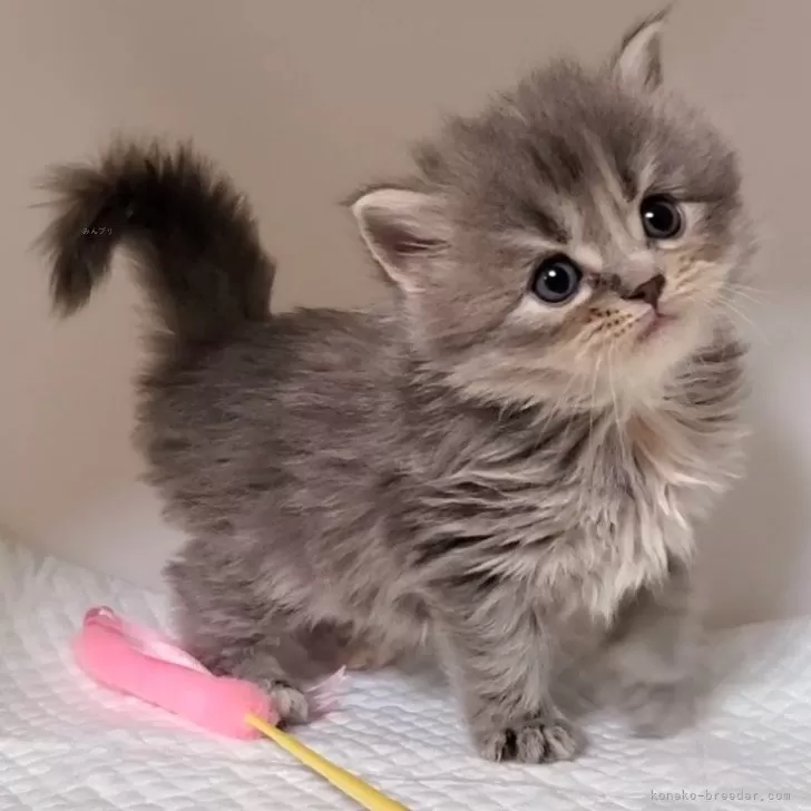 ID:2412-02637の子猫