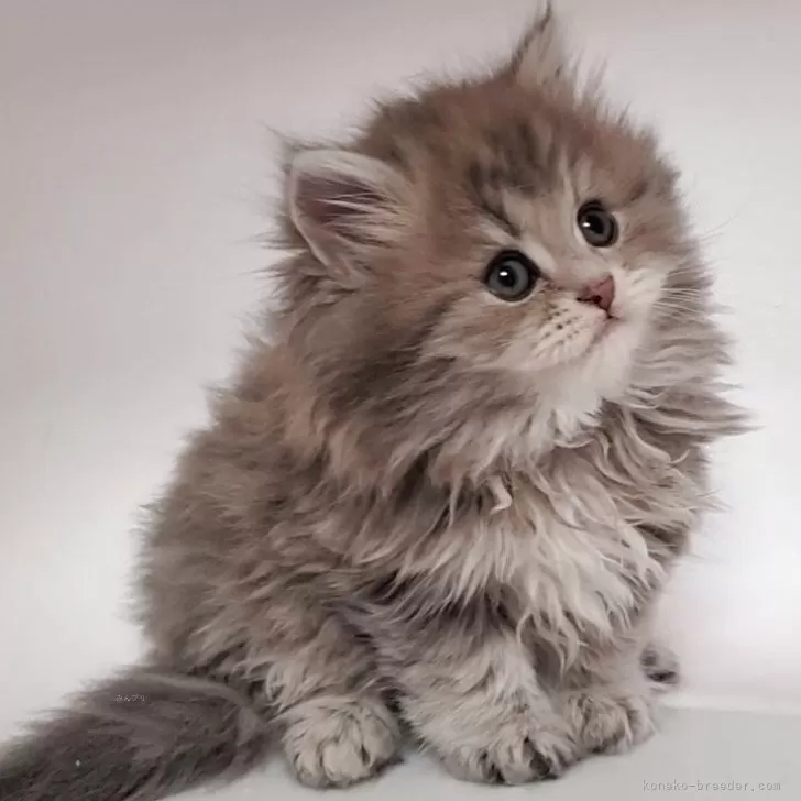 ID：2505-00982の子猫