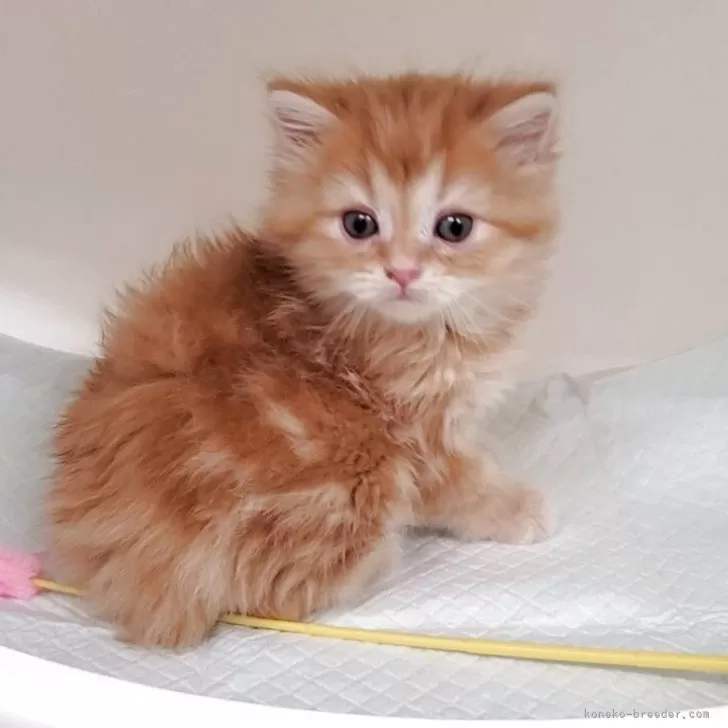 ID：2507-00369の子猫