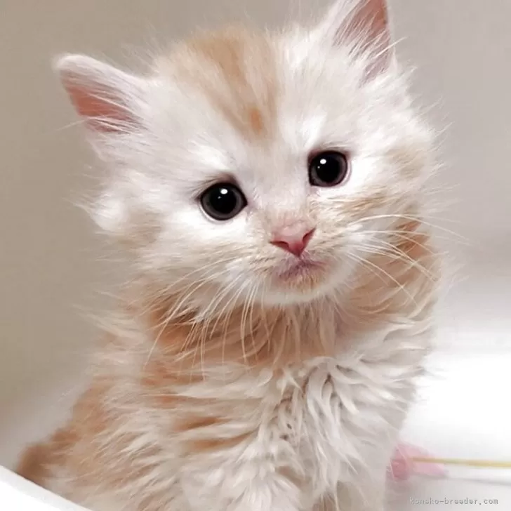 R.Ｉ 様のお迎えした子猫