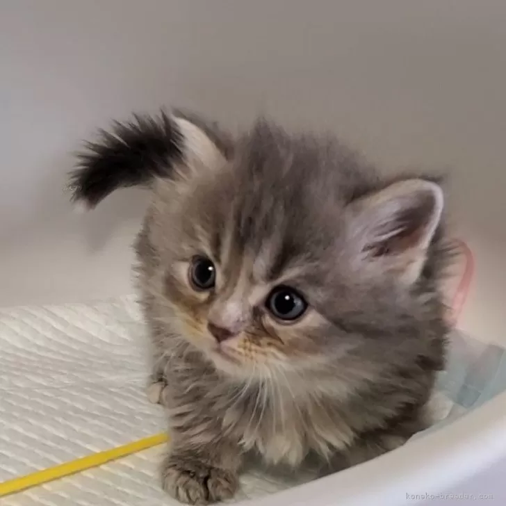 ID:2412-02768の子猫