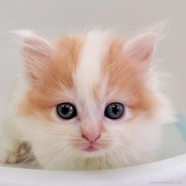 ID：2505-03572の子猫