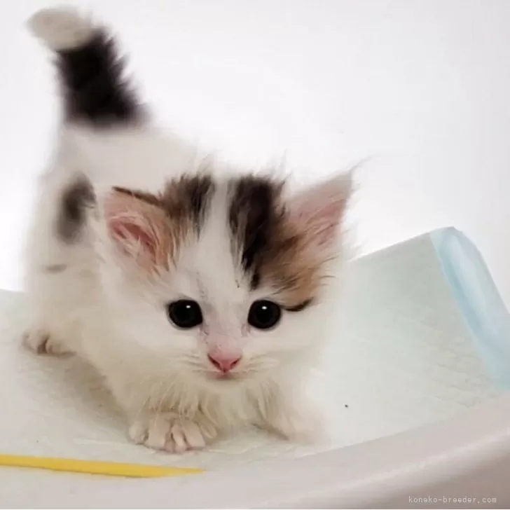 ID：2508-00277の子猫