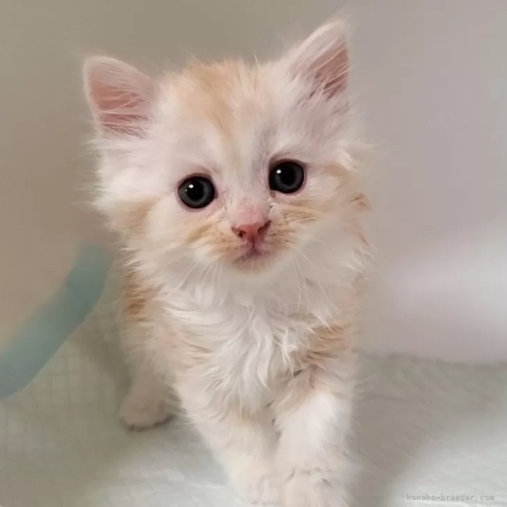 N.H 様のお迎えした子猫