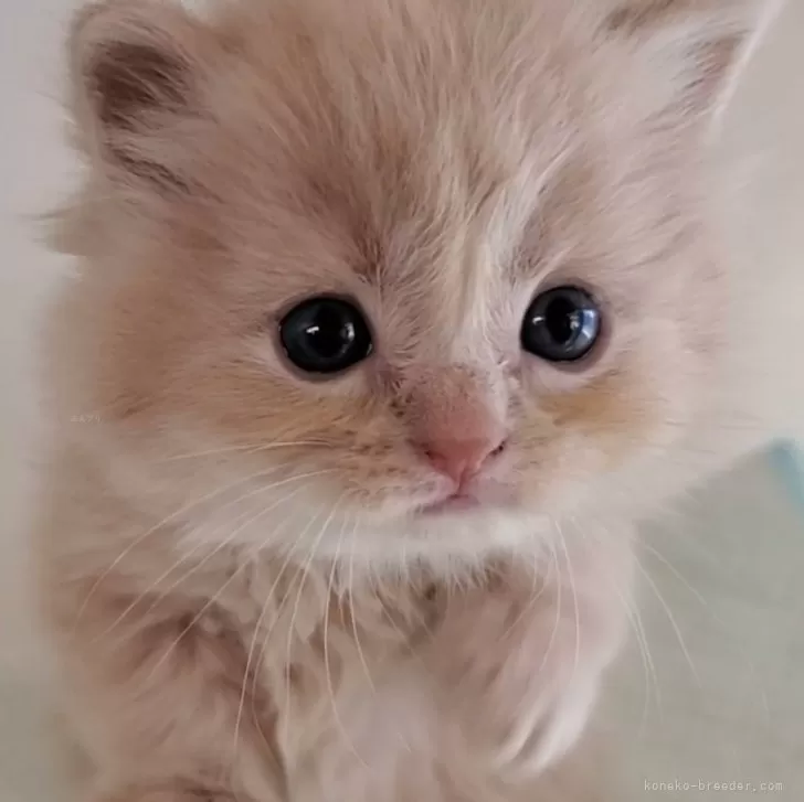 S.K 様のお迎えした子猫