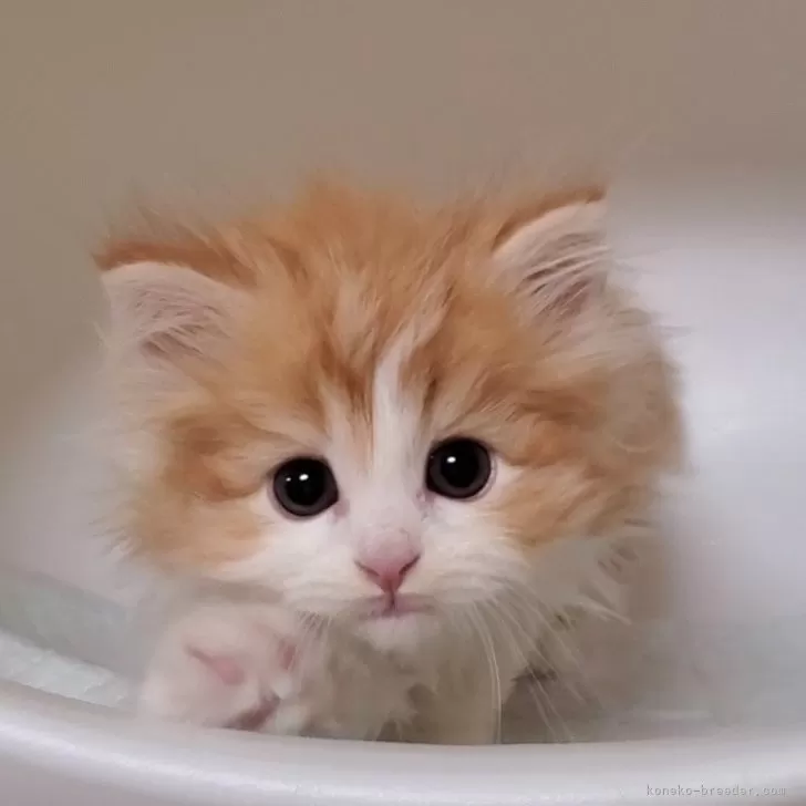 ID:2504-00961の子猫