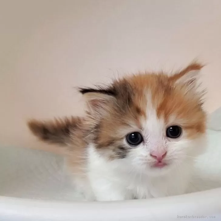 ねむちゃん 様のお迎えした子猫