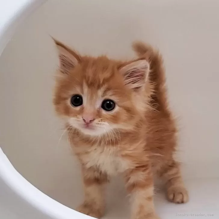 ID：2509-01495の子猫