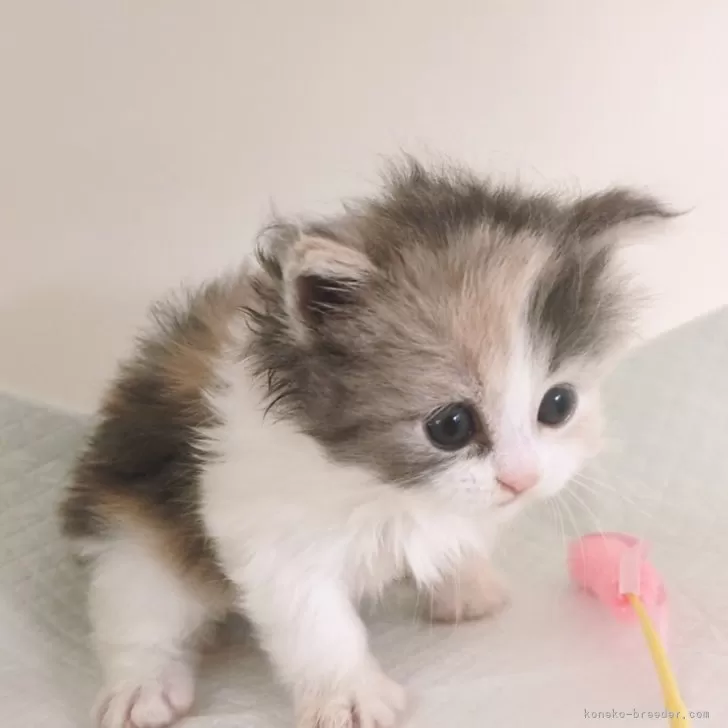 ID：2512-02389の子猫