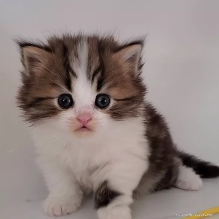 ID:2502-00807の子猫