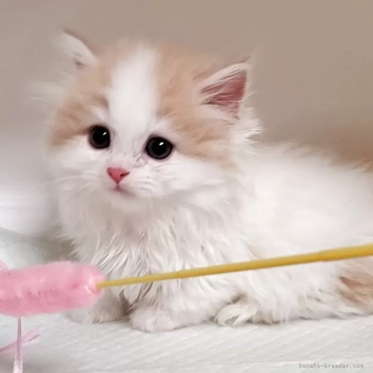 ID:2506-02970の子猫