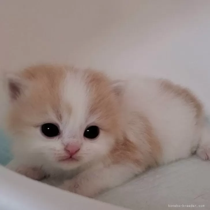 ID：2503-00537の子猫