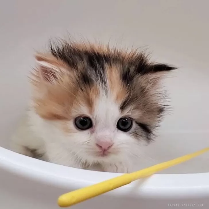 ID:2502-00751の子猫