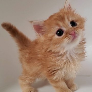 ミヌエット(長足)【大阪府・女の子・2025年9月26日・レッドタビー】の写真「可愛い女のコ」