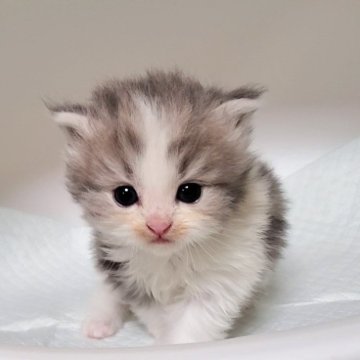 ミヌエット(長足)【大阪府・女の子・2025年10月7日・ブルータビー&ホワイト】の写真「可愛い女のコ」