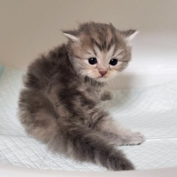 ミヌエット(長足)【大阪府・男の子・2025年10月7日・ブルータビー&ホワイト】の写真「可愛い男のコ」