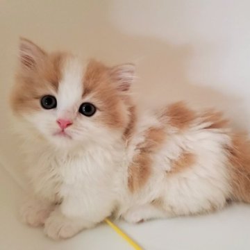 ミヌエット(短足)【大阪府・男の子・2025年9月28日・クリームタビー&ホワイト】の写真「しぐさの可愛い子です」