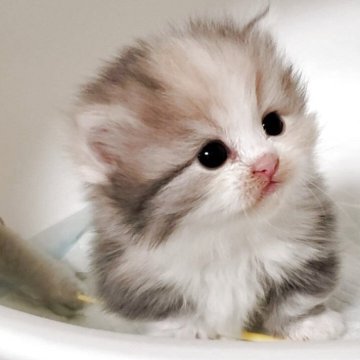 ミヌエット(短足)【大阪府・女の子・2025年4月23日・ダイリュートキャリコ】の写真「ふわふわの女のコ」