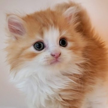 ミヌエット(長足)【大阪府・男の子・2025年9月26日・レッドタビー&ホワイト】の写真「可愛い女のコ」