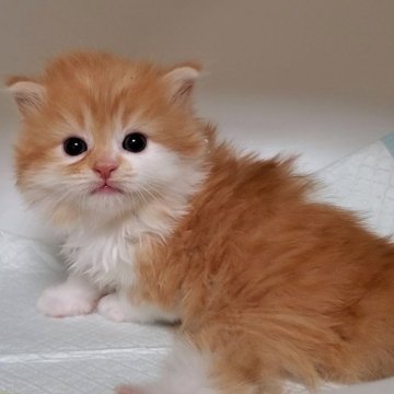 ミヌエット(長足)【大阪府・男の子・2025年10月7日・レッドタビー&ホワイト】の写真「可愛い男のコ」