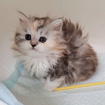 マンチカン(長足)【大阪府・女の子・2025年10月12日・シルバーパッチドタビー&ホワイト】の写真「可愛い女のコ」