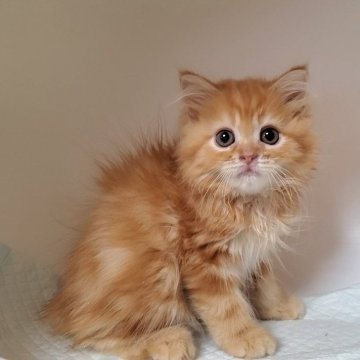 マンチカン(長足)【大阪府・男の子・2025年9月2日・レッドタビー&ホワイト】の写真「長足の可愛い子」