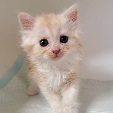 ミヌエット(長足)【大阪府・女の子・2025年9月26日・クリームタビー&ホワイト】の写真「可愛い女のコ」