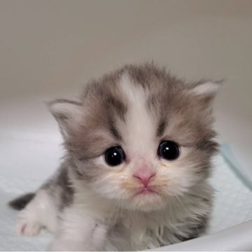 ミヌエット(長足)【大阪府・女の子・2025年10月7日・ブルータビー&ホワイト】の写真「可愛い女のコ」