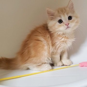 ミヌエット(長足)【大阪府・女の子・2025年9月26日・クリームタビー&ホワイト】の写真「可愛い女のコ」