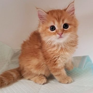 ミヌエット(長足)【大阪府・女の子・2025年9月26日・レッドタビー】の写真「可愛い女のコ」