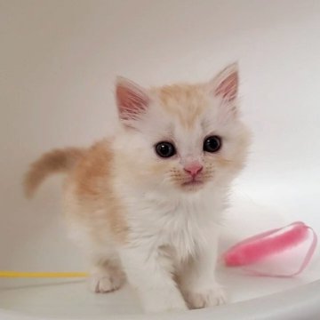 ミヌエット(長足)【大阪府・女の子・2025年9月26日・クリームタビー&ホワイト】の写真「可愛い女のコ」