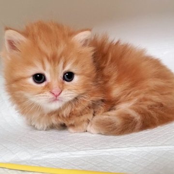 ミヌエット(短足)【大阪府・男の子・2025年10月7日・レッドタビー&ホワイト】の写真「可愛い男のコ」