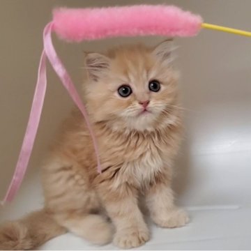 ミヌエット(長足)【大阪府・男の子・2025年8月26日・クリームタビー】の写真「長足の男のコ」