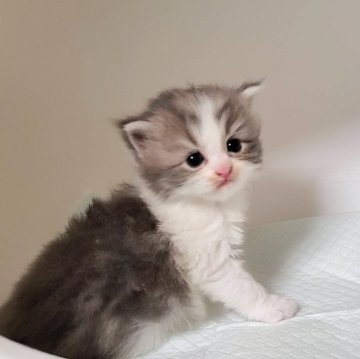 ミヌエット(長足)【大阪府・男の子・2025年10月7日・ブルータビー&ホワイト】の写真「可愛い男のコ」