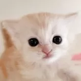 マンチカン(長足)