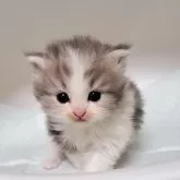 ミヌエット(長足)