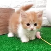 マンチカン(短足)