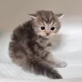 ミヌエット(長足)