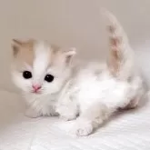 マンチカン(短足)