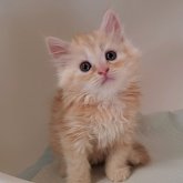 ミヌエット(長足)